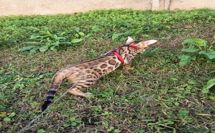 Bengala gatti - Annuncio 4