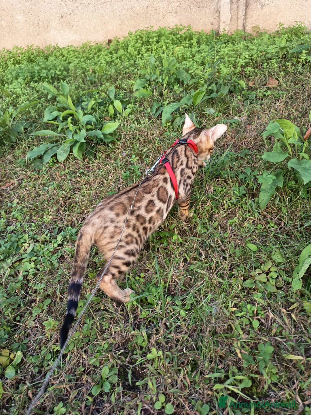 Bengala gatti in vendita: Maschietto di rara colorazione dorata 😻 - Annuncio 1