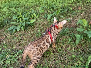 Bengala gatti Maschietto di rara colorazione dorata 😻 - Annuncio 25