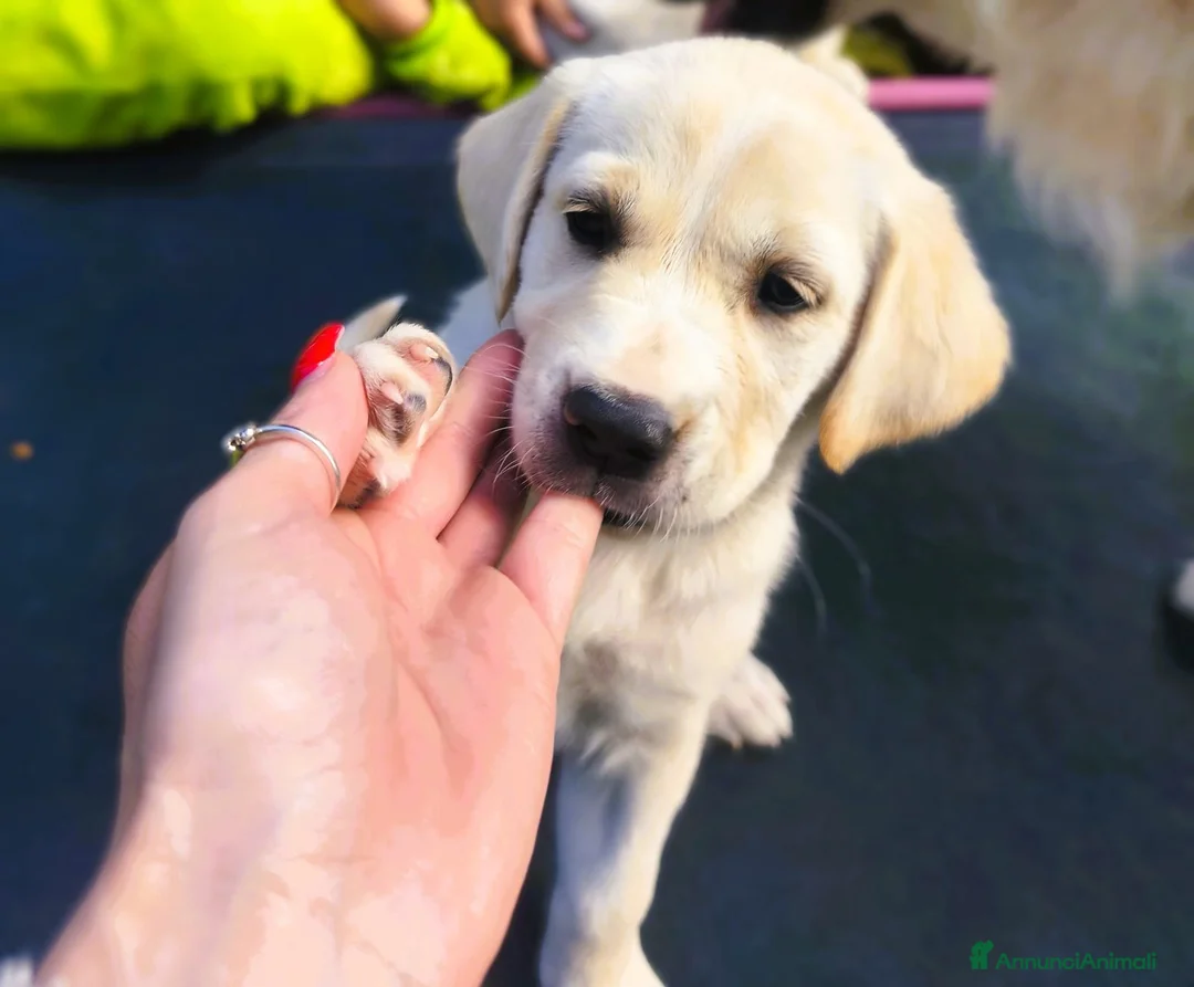 Golden Retriever cani in vendita: Golden Retriever Cuccioli Disponibili a Provincia di Cosenza - Annuncio 8
