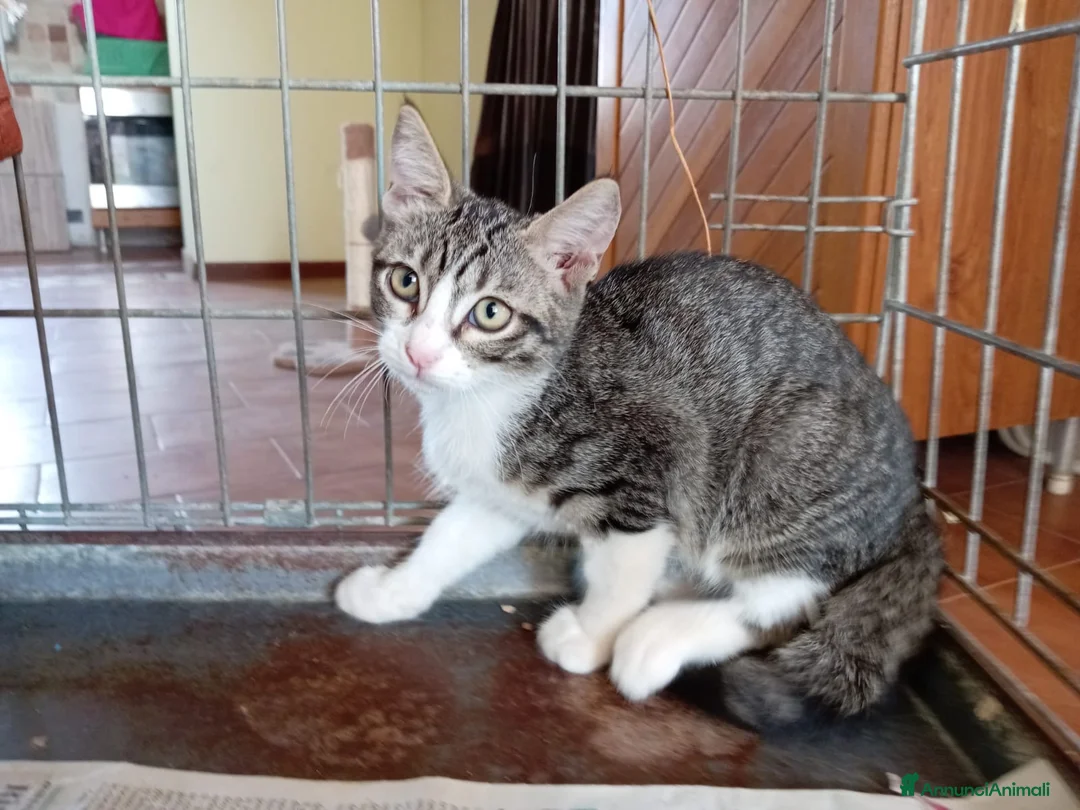Europeo gatti in regalo: gatti cuccioli 2 mesi cercano casa❤️ - Annuncio 12