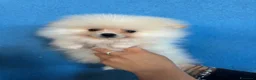 Spitz cani in vendita: Cuccioli di Spitz di Pomerania con pedigree  a Città Metropolitana di Torino - Annuncio 3