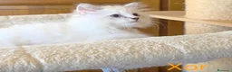 Siberiano gatti in vendita: Cuccioli di gatto siberiano neva masquerade - Annuncio 14