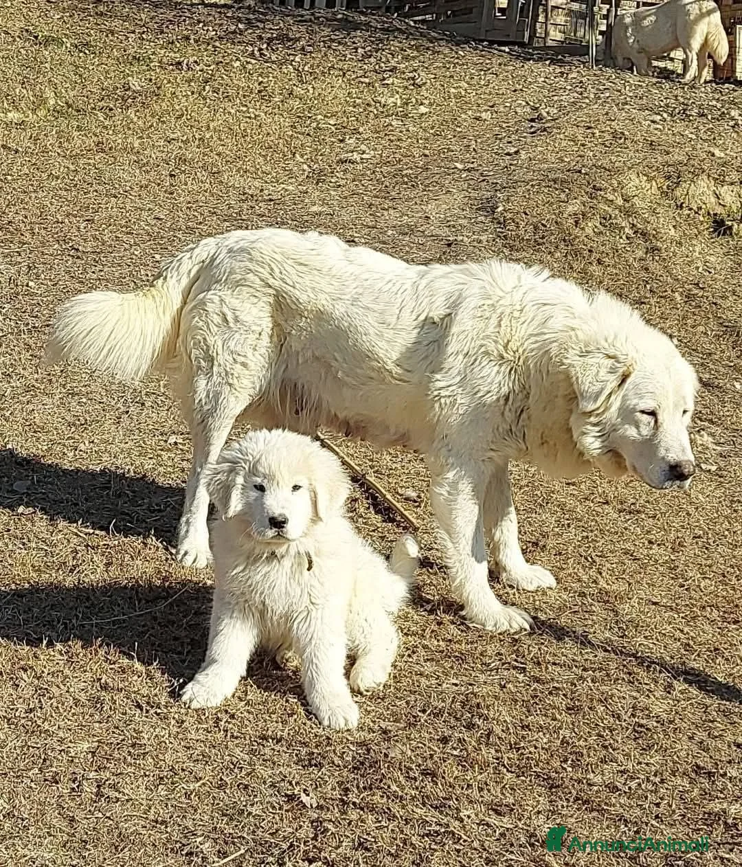 Pastore Maremmano cani in vendita: spettacolari cuccioli di Pastore marem. Abruzzese  - Annuncio 1