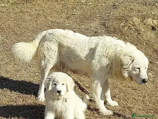 Pastore Maremmano cani spettacolari cuccioli di Pastore marem. Abruzzese - Annuncio 1
