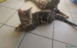 Bengala gatti in vendita: Gatto del Bengala femminuccia  a Provincia di Teramo - Immagine 2