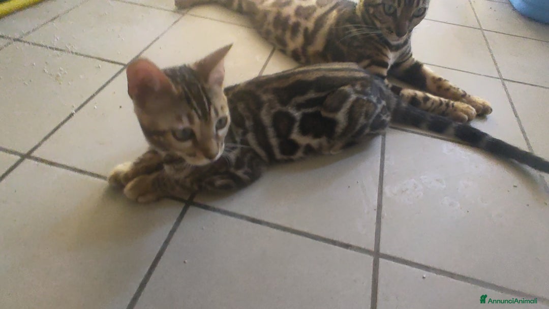 Bengala gatti in vendita: Gatto del Bengala femminuccia  a Provincia di Teramo - Immagine 2