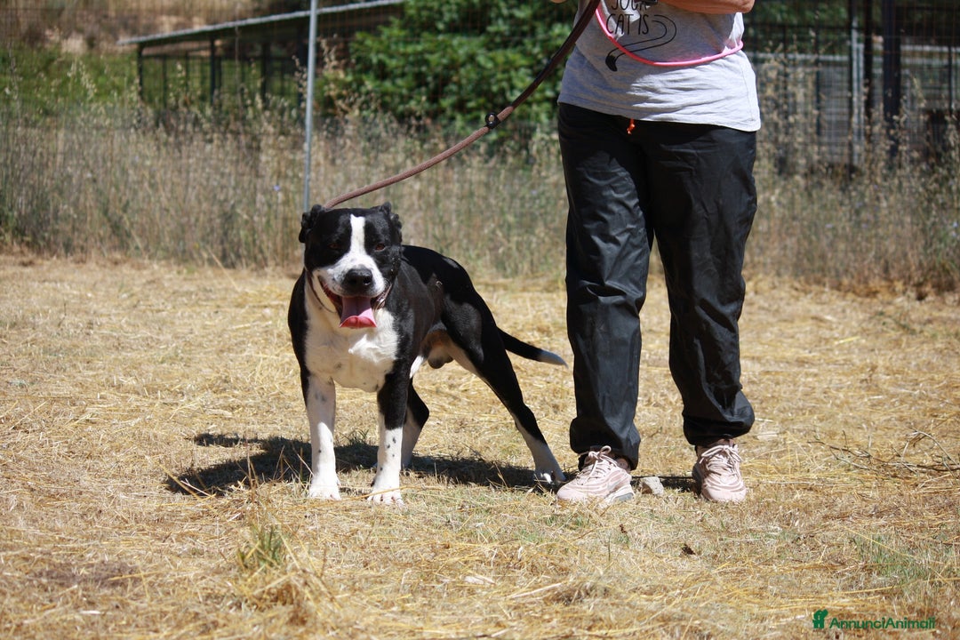 American Staffordshire cani in regalo: Thor richiuso in canile dopo l'abbandono - Annuncio 4