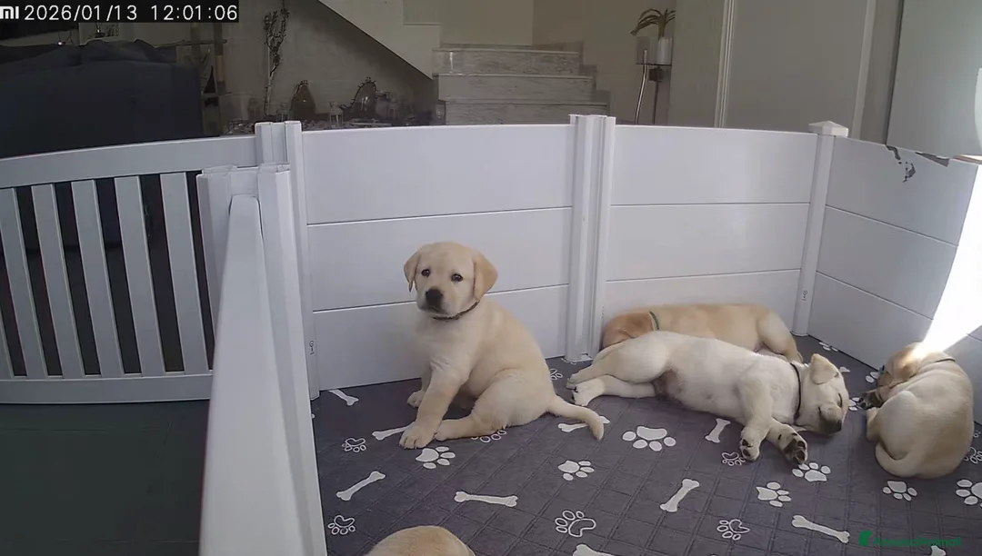 Labrador cani in vendita: Cuccioli di Labrador  - Annuncio 18