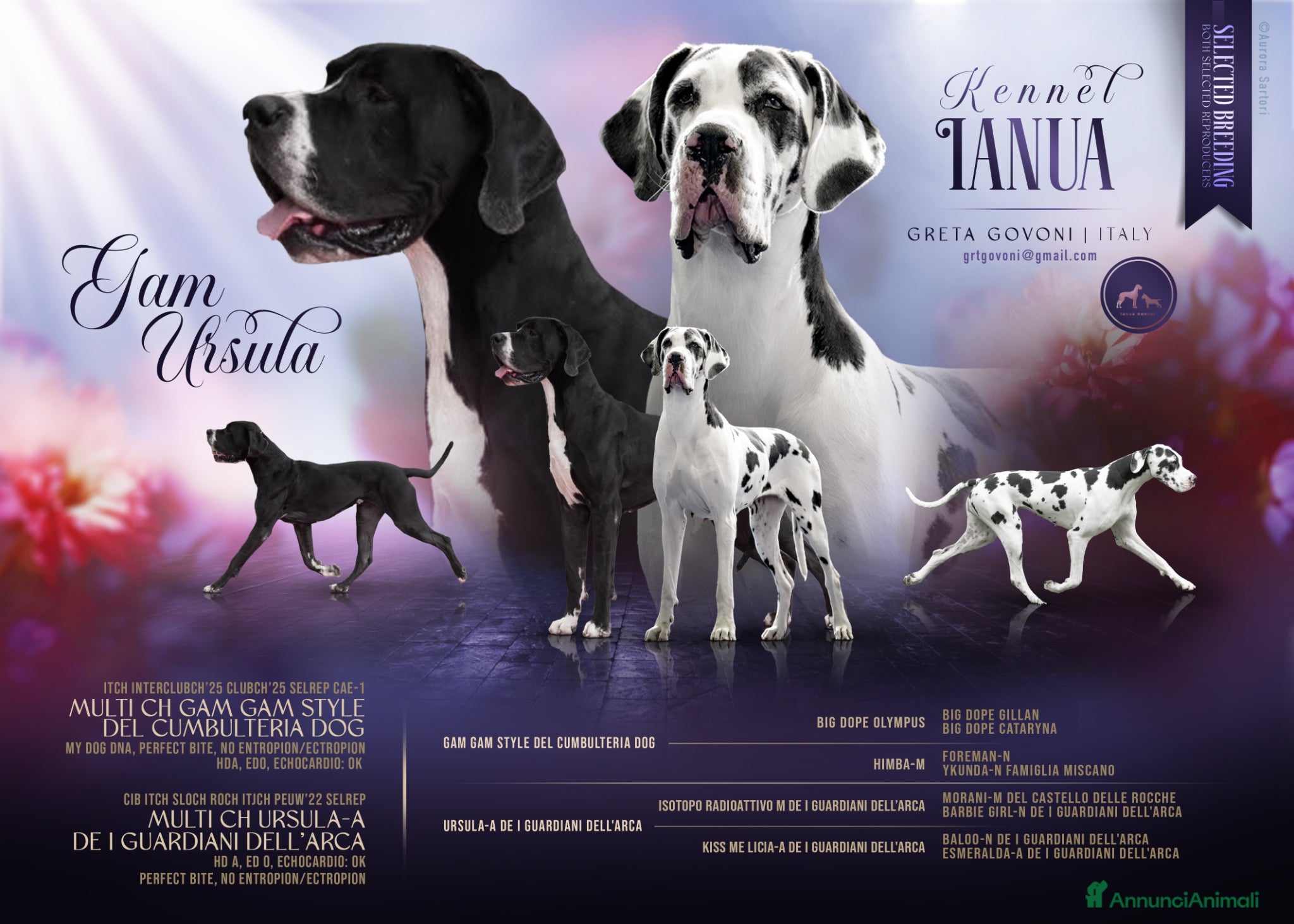 Alano cani Cuccioli di alano - Annuncio 1
