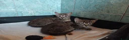 Certosino gatti in regalo: Fratellini tigratini - Annuncio 1