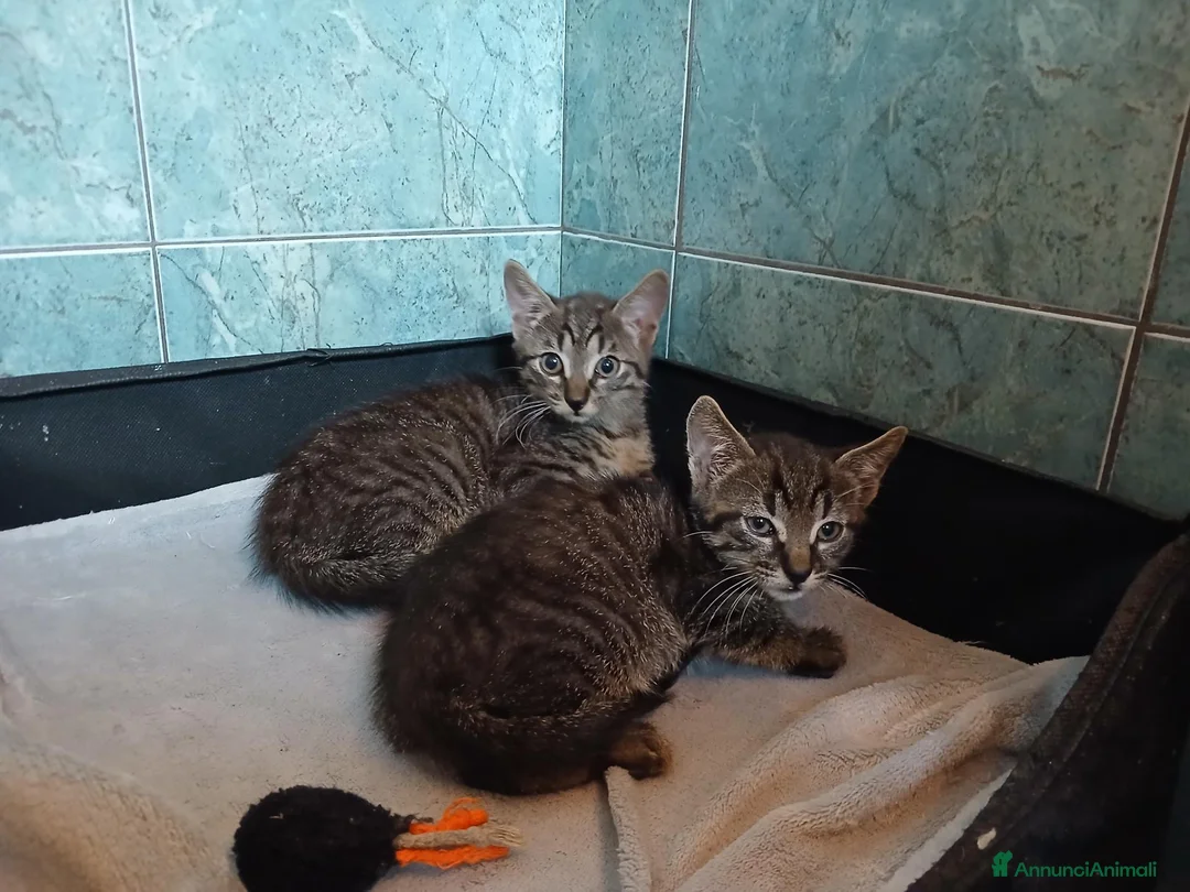 Certosino gatti in regalo: Fratellini tigratini - Annuncio 1