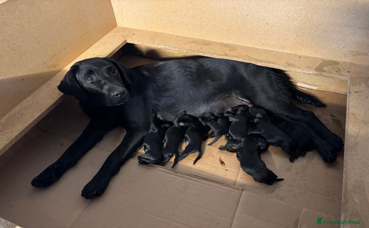 Labrador cani a Ente di decentramento regionale di Udine - Annuncio 8