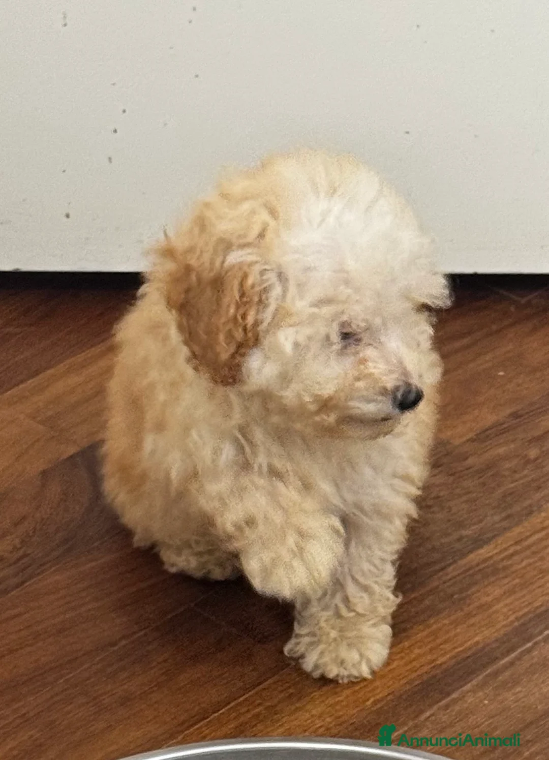 Barboncino Toy cani in vendita: Cucciole di Barboncino Toy con pedigree ENCI - Annuncio 1