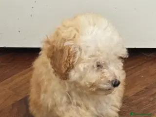 Barboncino Toy cani Cucciole di Barboncino Toy con pedigree ENCI - Annuncio 32