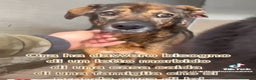Meticcio cani in regalo: Brownie femmina 12ANNI DI CANILE!!! NAPOLI SOS SOS a Città Metropolitana di Milano - Annuncio 3