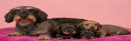 Bassotto Nano cani in vendita: Cuccioli bassotto pelo duro  - Annuncio 2