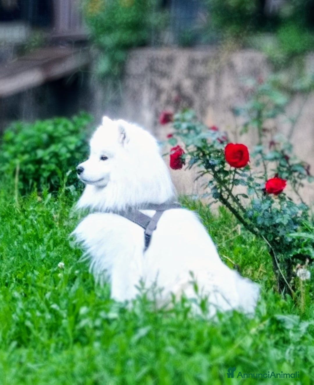 Samoiedo cani in vendita: Cuccioli di Samoiedo - Annuncio 8