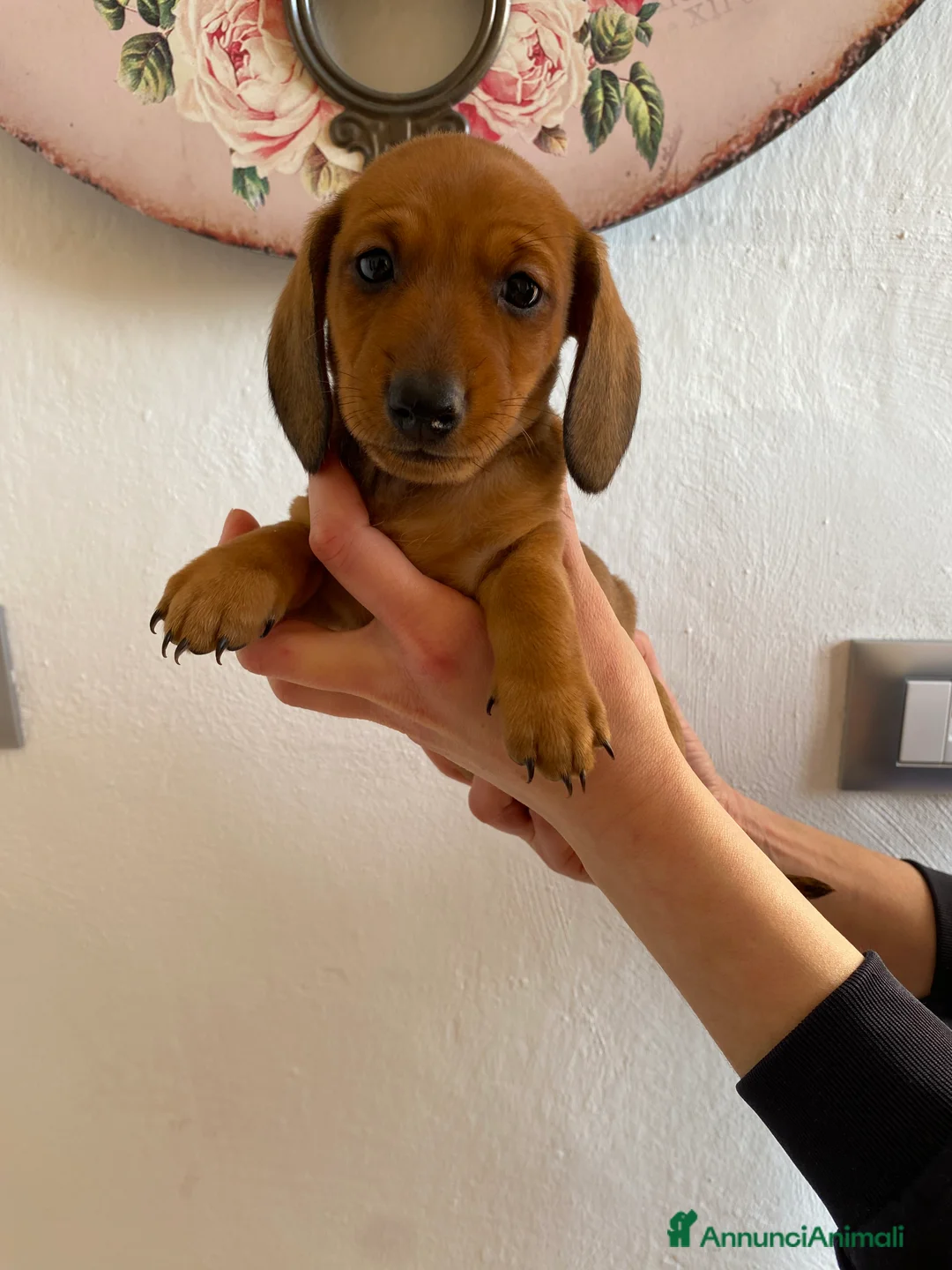 Bassotto cani in vendita: Bassotto nano tedesco a Città metropolitana di Milano - Annuncio 8