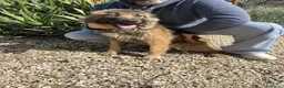 Meticcio cani in regalo: ARGO E ATHOS - Annuncio 5