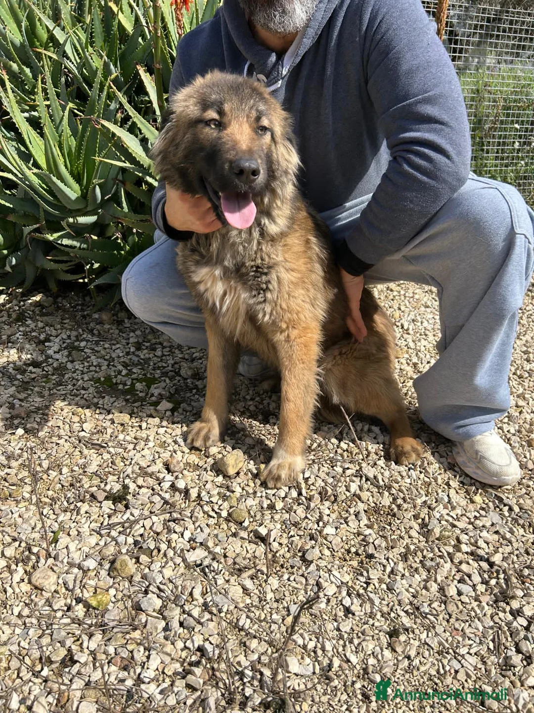Meticcio cani in regalo: ARGO E ATHOS - Annuncio 5