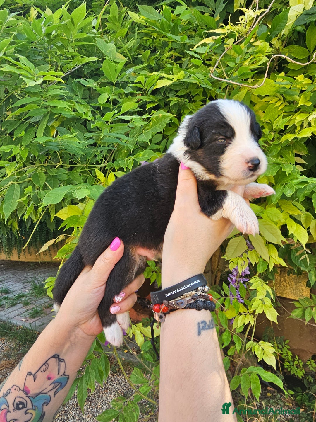 Australian Shepherd cani in vendita: Cuccioli di pastore australiano disponibili  a Provincia di Asti - Immagine 6