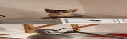 Meticcio gatti in regalo: 3 mesi, vive in uno stanzino - Annuncio 8