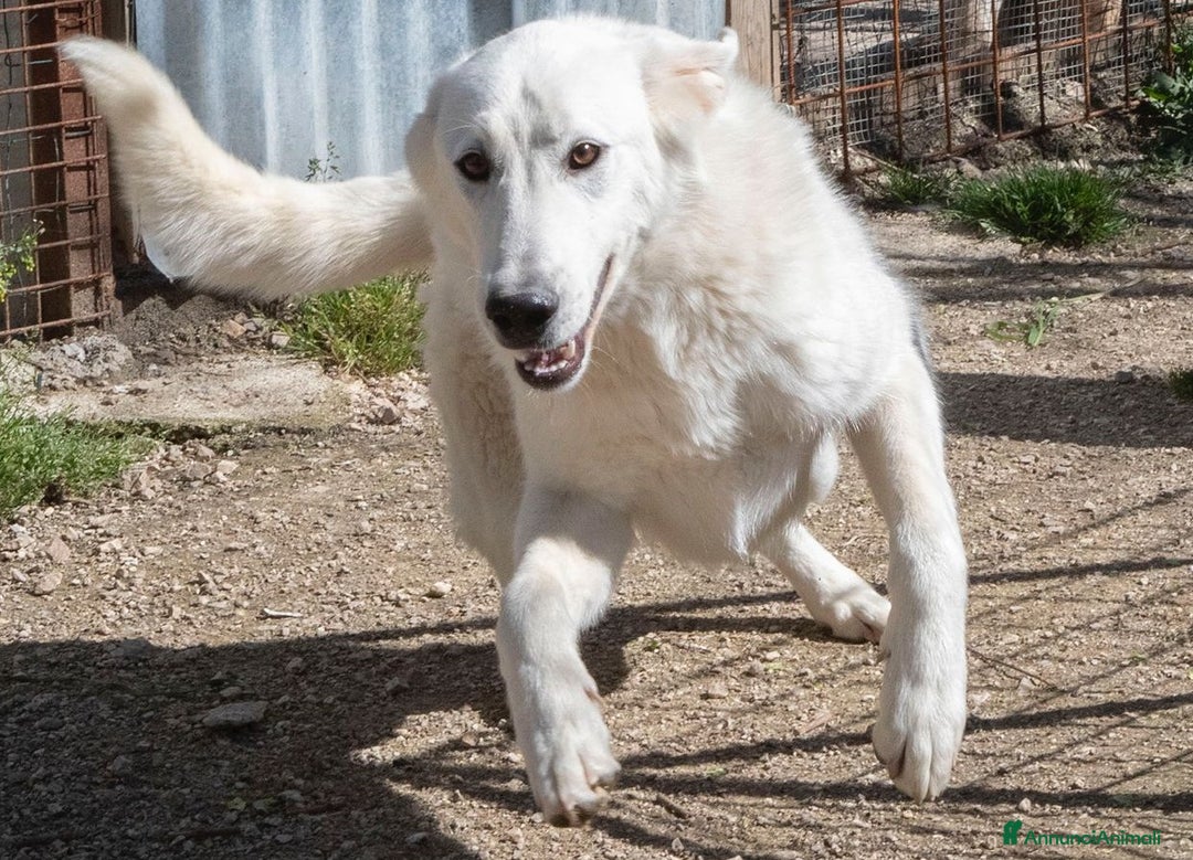 Meticcio cani in regalo: ADOTTA IL TENERO DEMYR a Provincia di Modena - Annuncio 3