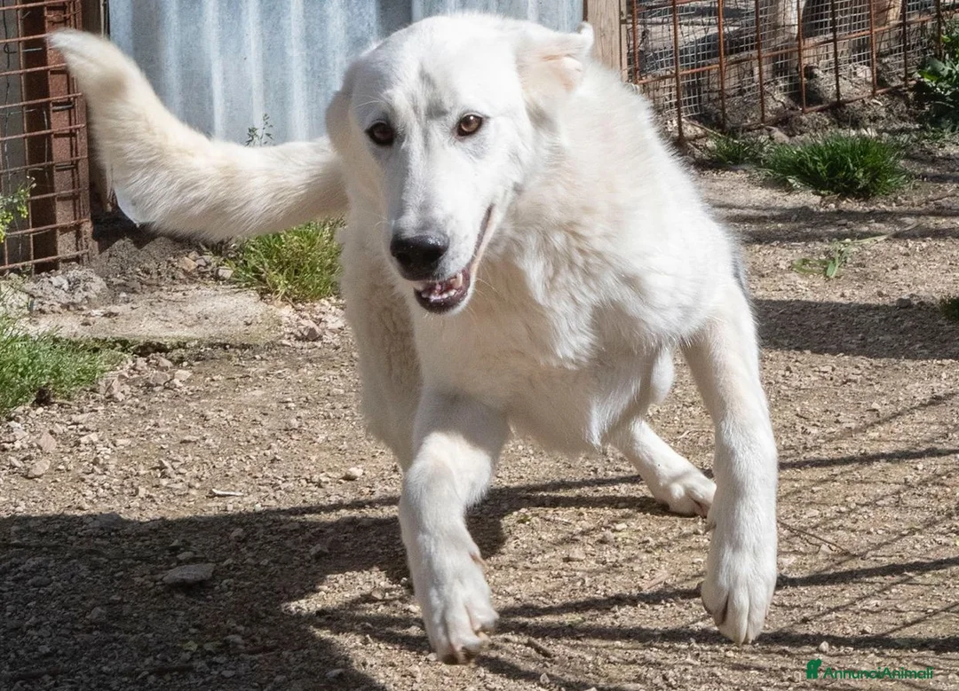Meticcio cani in regalo: ADOTTA IL TENERO DEMYR a Provincia di Modena - Annuncio 3