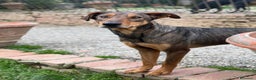 Dobermann cani in regalo: ARTU', magnifico mix DOBERMANN - Annuncio 1