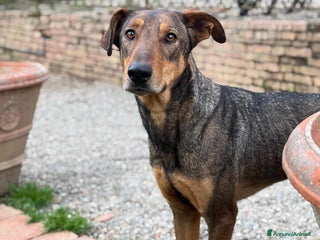 Dobermann cani ARTU', magnifico mix DOBERMANN - Annuncio 34