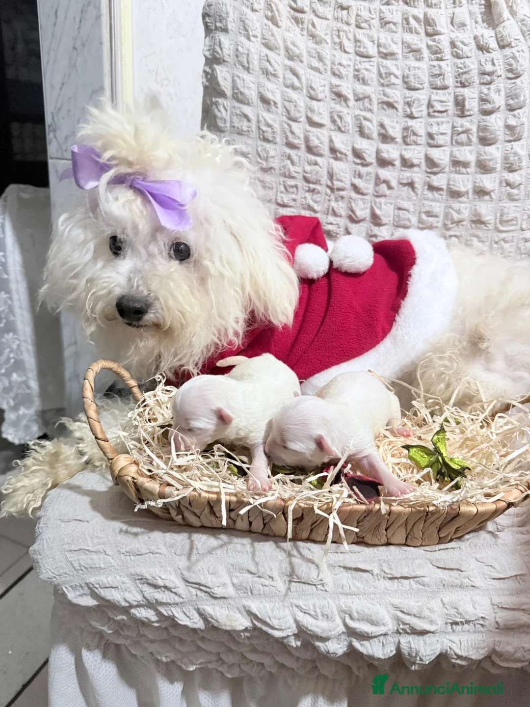 Maltese cani in vendita: Cucciole di maltese pura razza taglia piccola  a Provincia di Pisa - Annuncio 2