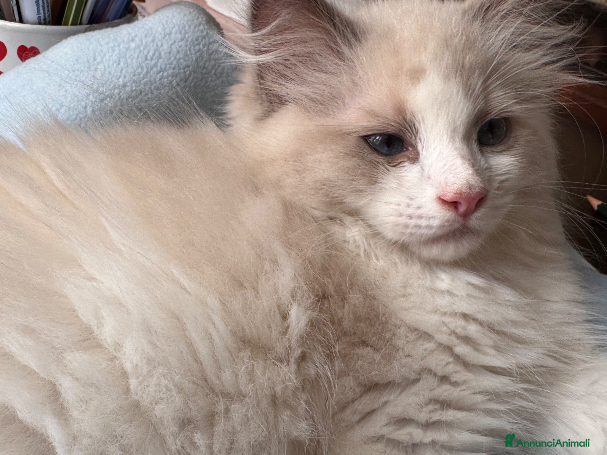 Ragdoll gatti Ragdoll - Annuncio 4