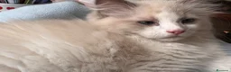 Ragdoll gatti in vendita: Ragdoll - Annuncio 1