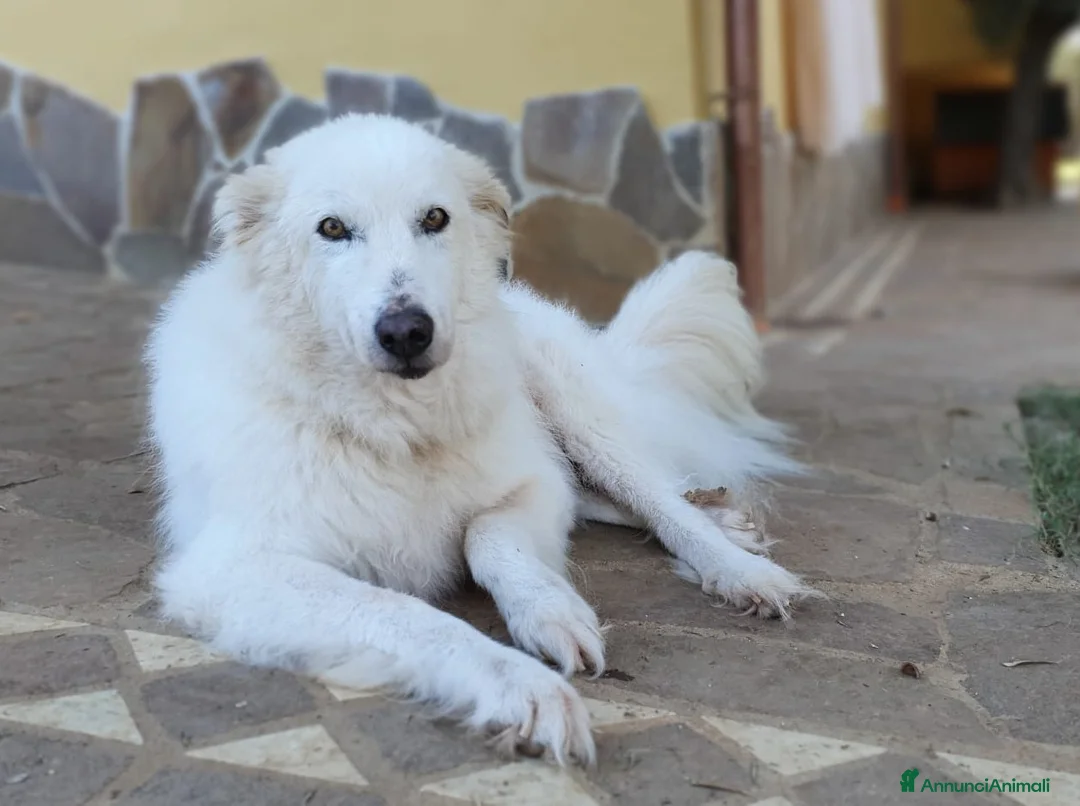 Pastore Maremmano cani in regalo: RINO, batuffolo tutto pelo e dolcezza - Annuncio 15