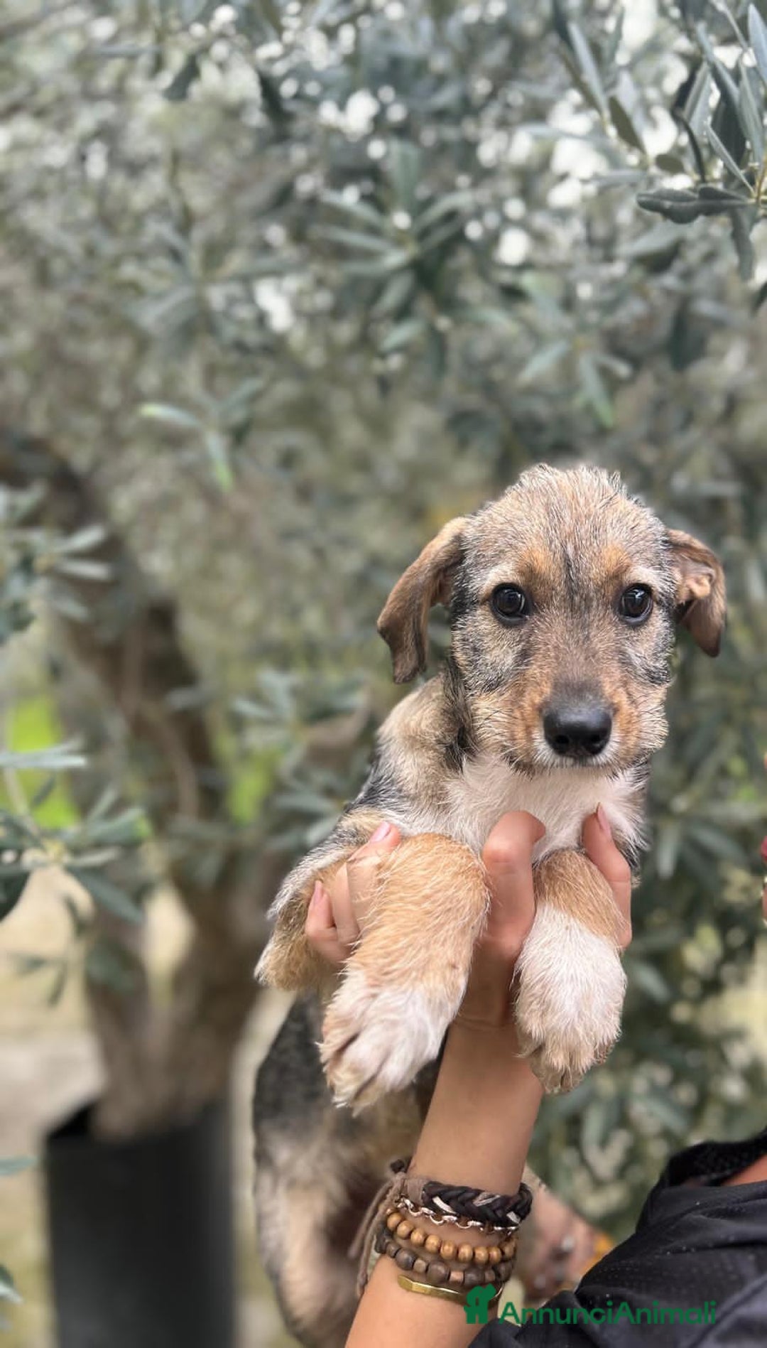 Altre razze cani in regalo: BULMA GERO KELLY MINO - Annuncio 5