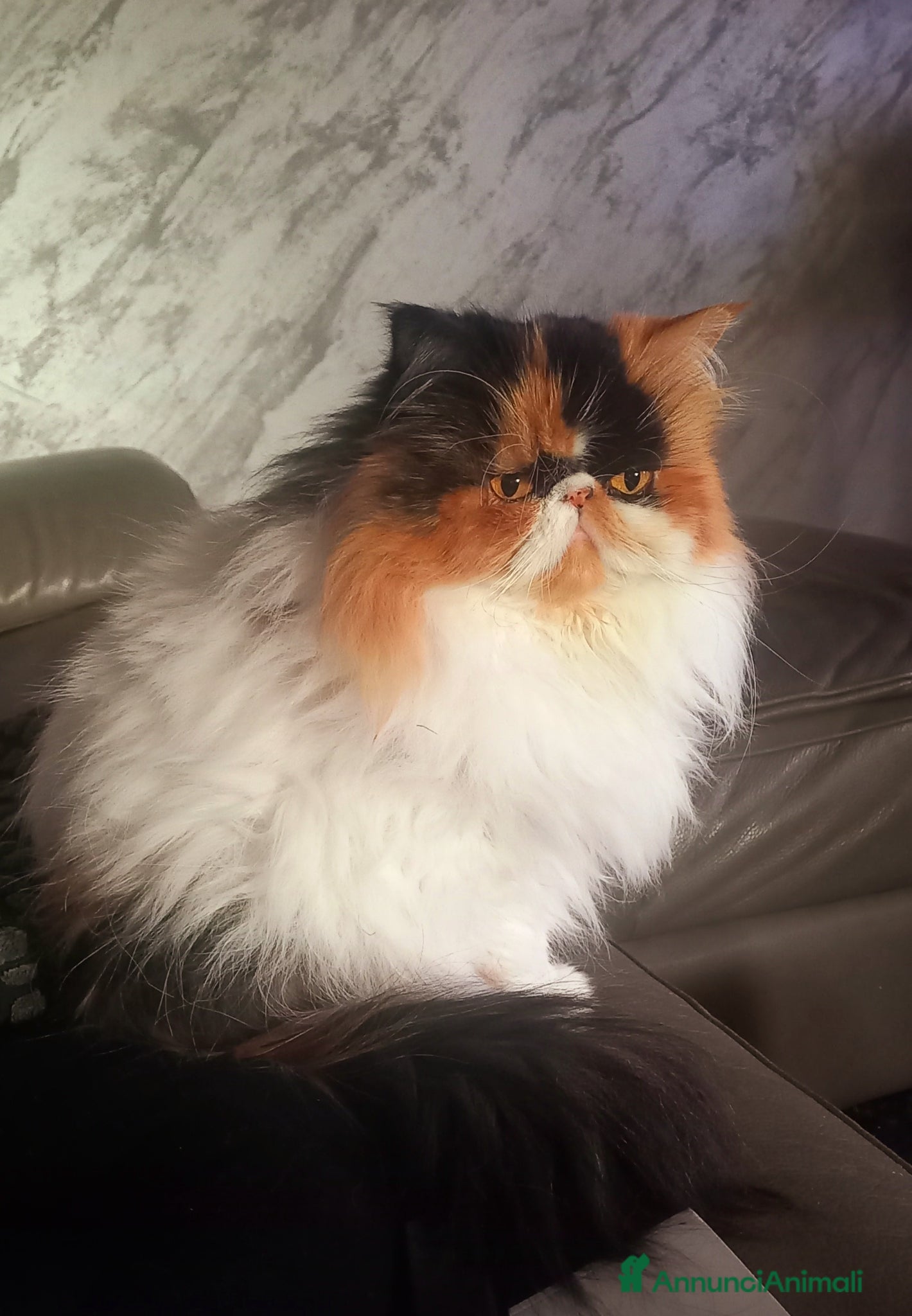 Persiano gatti Sheila - Annuncio 2