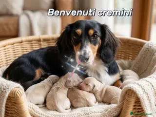 Bassotto cani bassotti pelo lungo color crema - Annuncio 29
