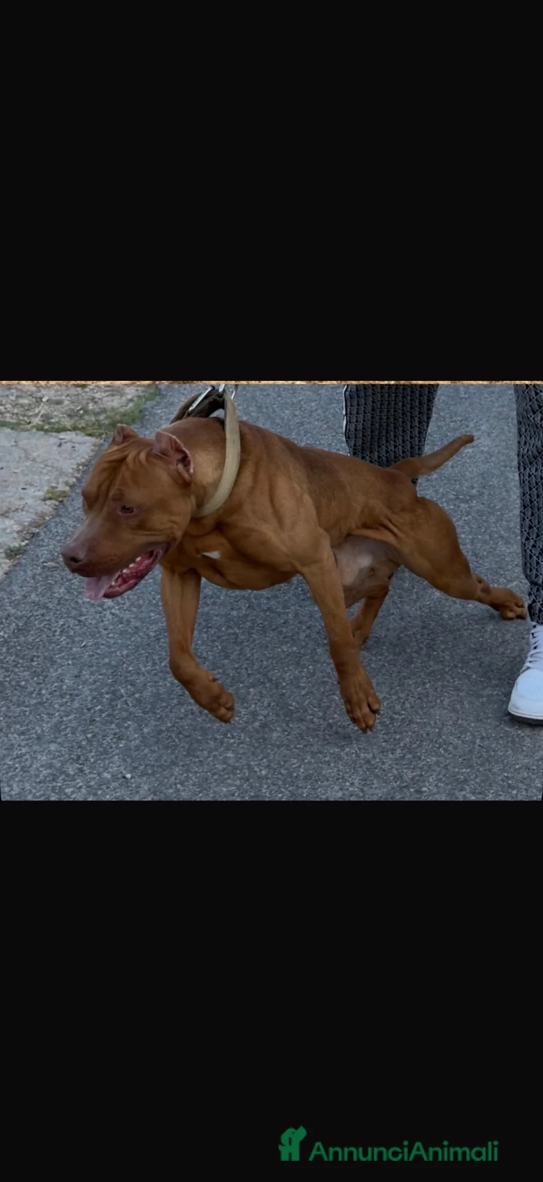 Pitbull cani in vendita: Pitbull pedigree  - Annuncio 1