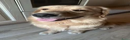 Golden Retriever cani per accoppiamento: Golden retriever americano - Annuncio 3