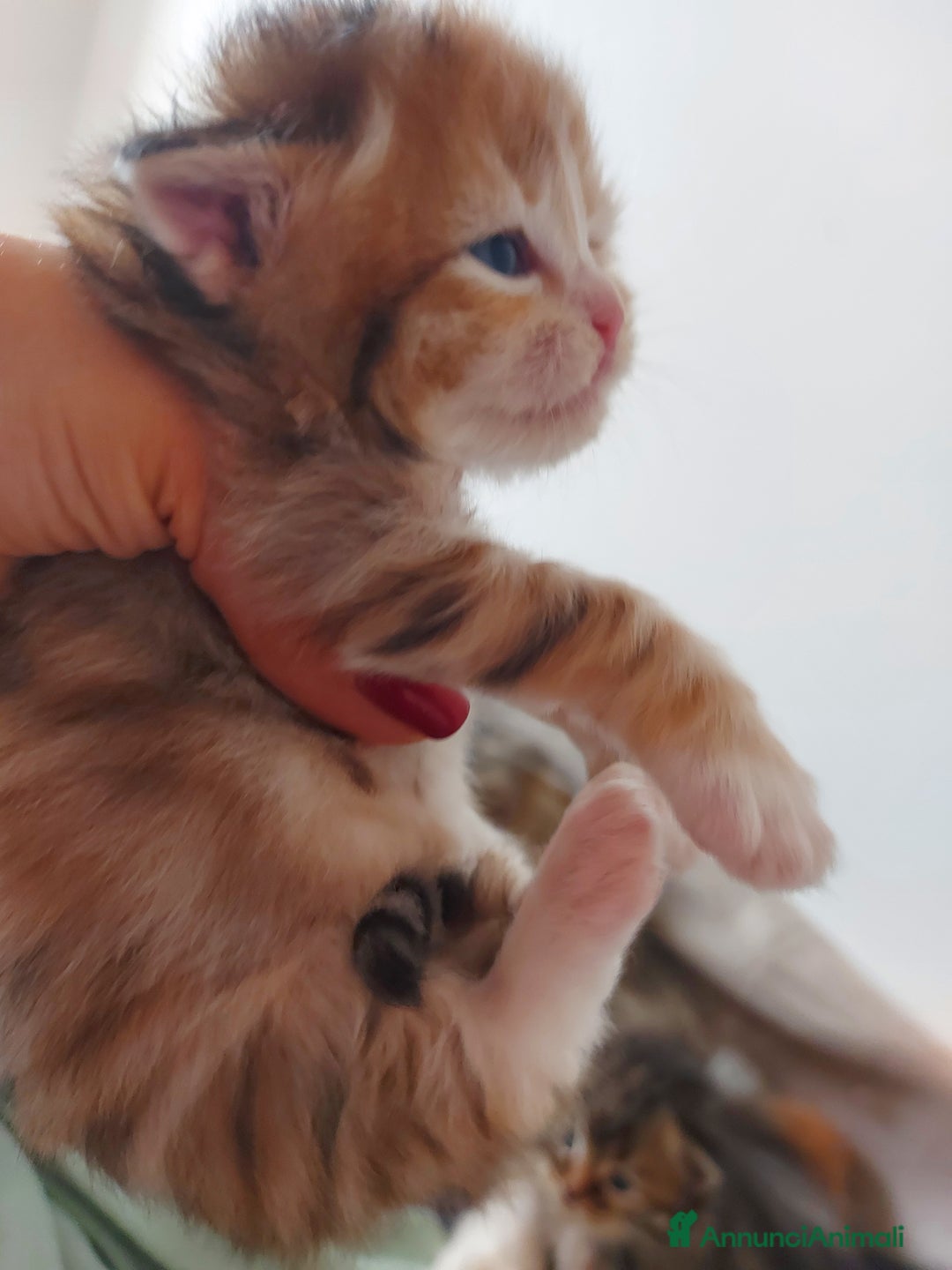 Siberiano gatti in vendita: Cuccioli di gatto Siberiano Certificati  - Annuncio 12