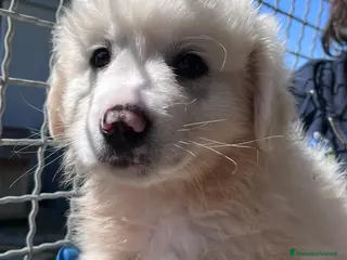 Meticcio cani Cucciolo simil maremmano - Annuncio 31