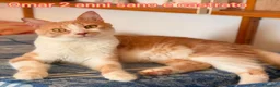 Europeo gatti in regalo: MICINI ABBANDONATI: EMERGENZA  a Città metropolitana di Milano - Annuncio 4