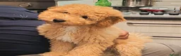 Barboncino cani in vendita: Barboncino nano  - Annuncio 3