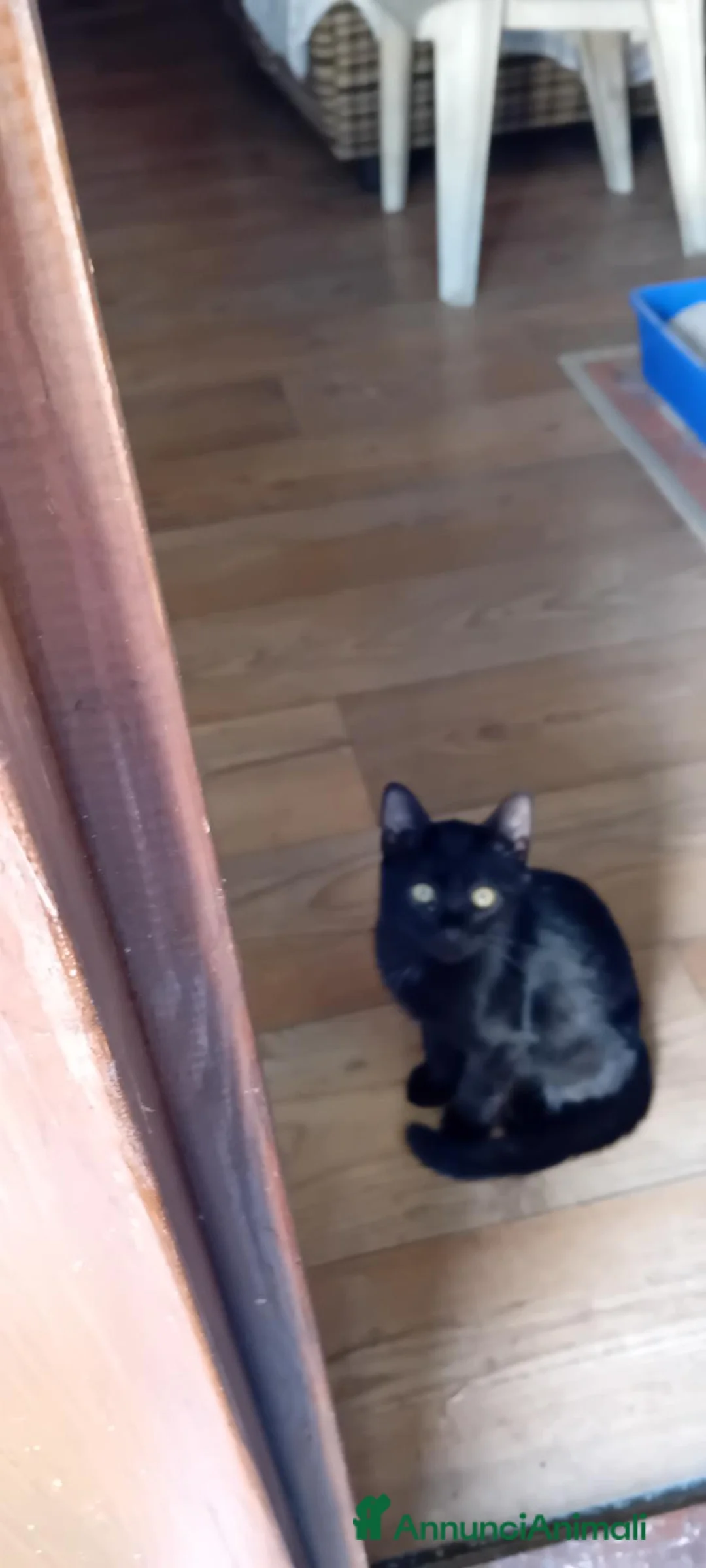 Meticcio gatti in regalo: Tre micetti - Annuncio 2