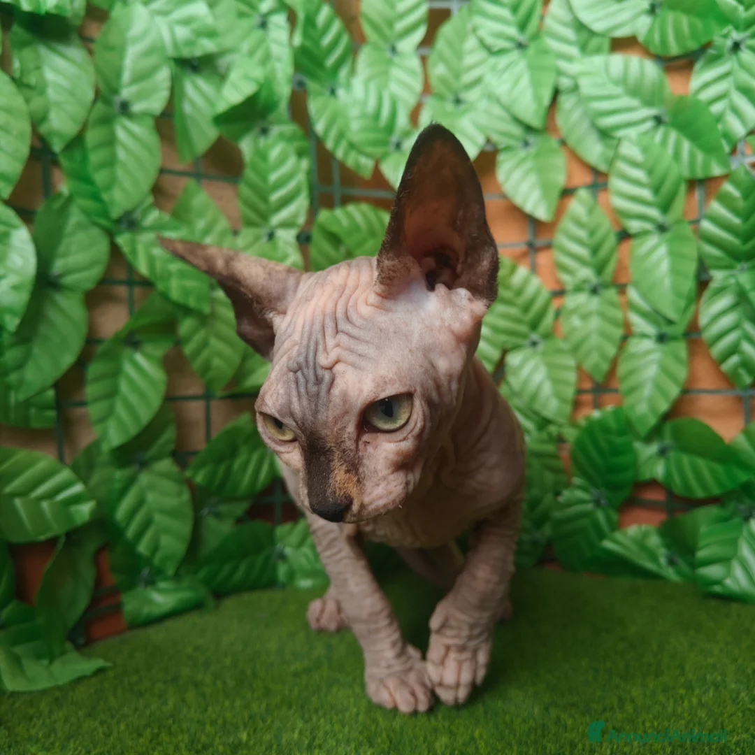 Sphynx gatti in vendita: Cucciola di Canadian Sphynx - Annuncio 17