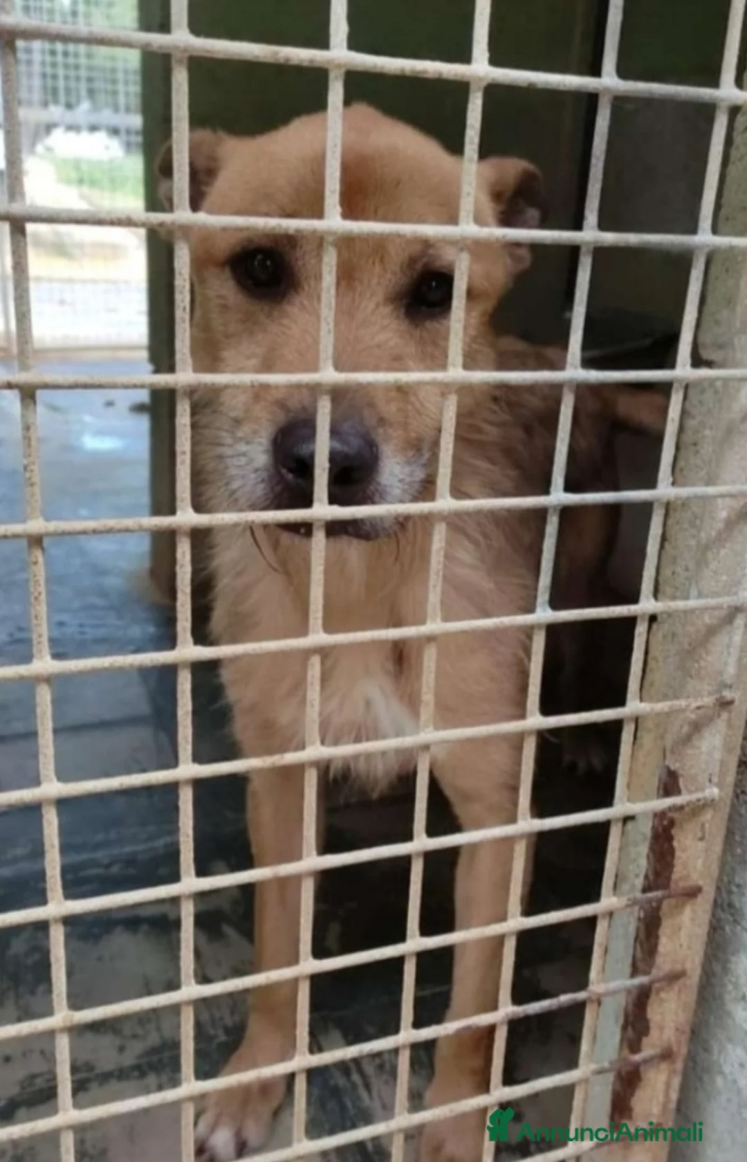 Meticcio cani in regalo: Povero Baffo anni di appelli caduti nel vuotoSUDo! a Città metropolitana di Milano - Annuncio 4