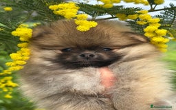 Volpino Pomerania cani in vendita: Disponibili meravigliosi cuccioli di Pomerania  a Provincia di Varese - Immagine 2