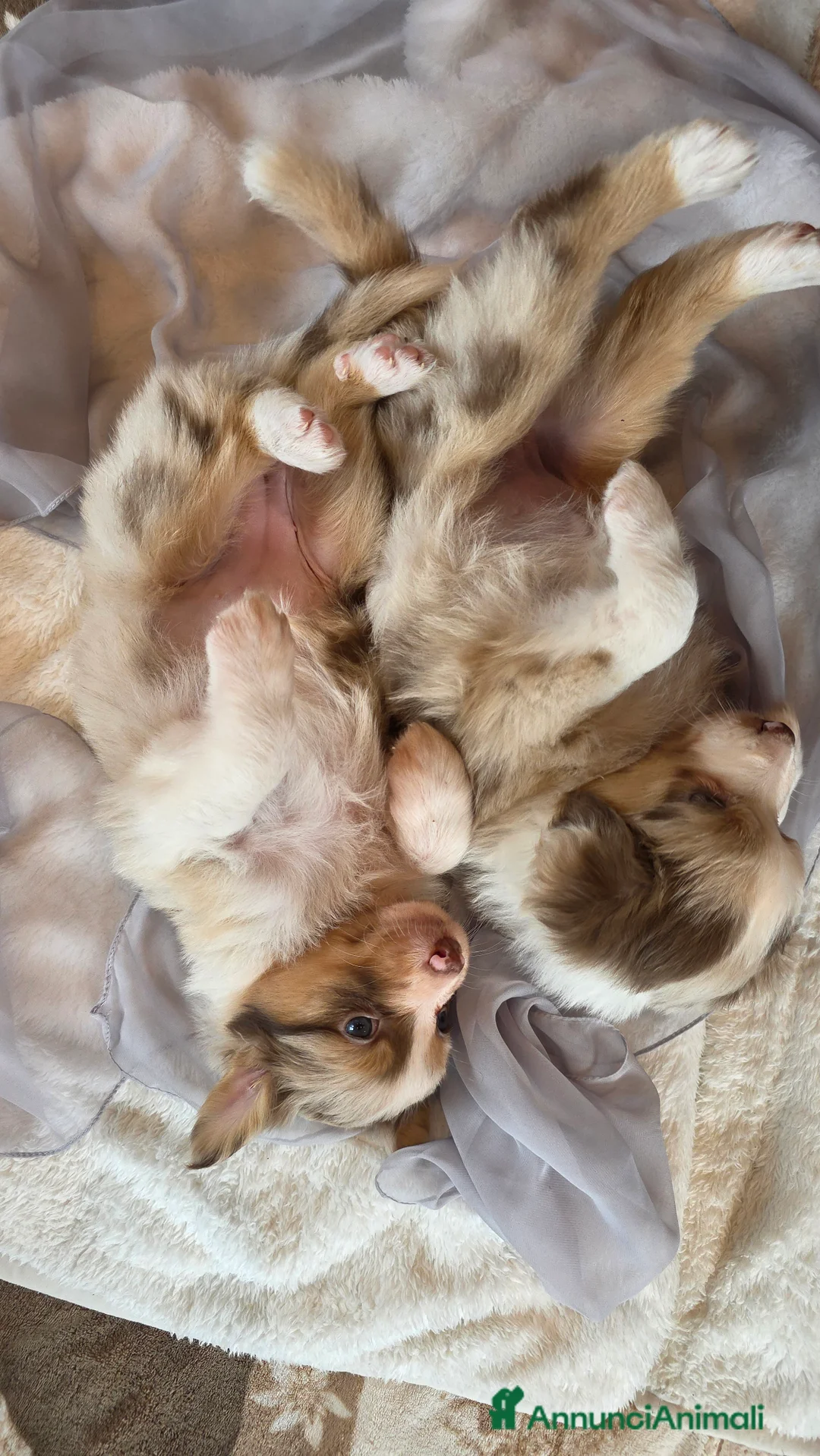 Australian Shepherd cani in vendita: Pastore Australiano red merle, pedigree ENCI - Annuncio 1