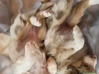 Australian Shepherd cani Pastore Australiano red merle, pedigree ENCI - Annuncio 2